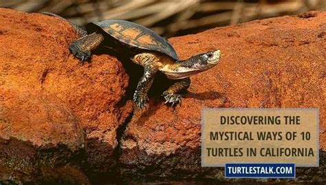 Discovering the Mystical Ways of 10 Turtles in California - Turtles Talk