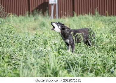 Beautiful Stray Dogs Shelter On Personal Stock Photo 2022071651 ...