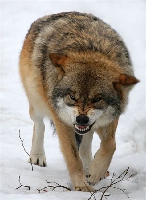 Eurasian wolf - Alchetron, The Free Social Encyclopedia