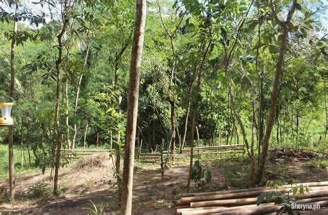 Has Farm Lot For Sale Located In Angat Near Drt Bulacan Dona