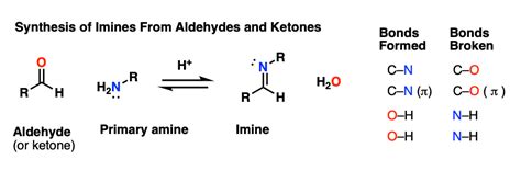 Imines Properties Formation Reactions And Mechanisms Master