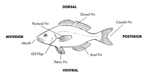 Fish Diagram Labeled