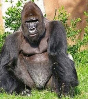 Know About the Cross River Gorilla Interesting Facts – A2Z Pets Info