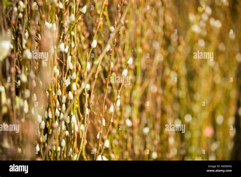 Close Up Of Pussy Willows Stock Photo Alamy
