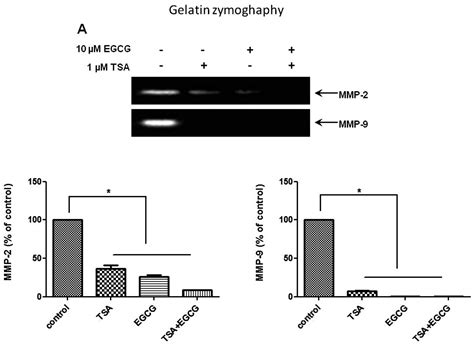 Epigallocatechin 3 Gallate Inhibits Invasion By Inducing The Expression