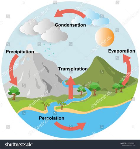 Illustration Diagram Representation Water Cycle Vector Stock Vector (Royalty Free) 1897028821 ...