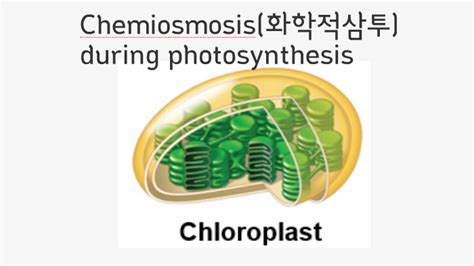 Chemiosmosis(화학적삼투) during photosynthesis by 승진 이 on Prezi