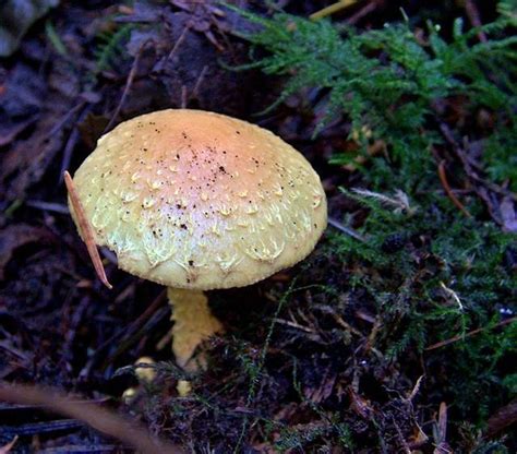 Pholiota Flammans Fungi Of Northern Maine INaturalist