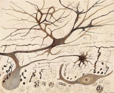 Neuronas Santiago Ram N Y Cajal Arte Cerebro Producci N