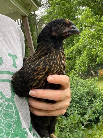 Black Sex Link Pullet Or Cockerel BackYard Chickens Learn How To Raise Chickens