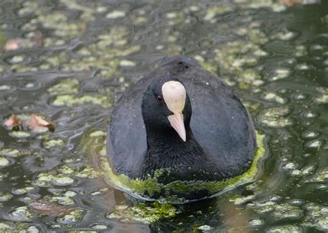 Cool Coot Fulica Atra Foulque Macroule Eurasian Coot Olivier