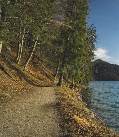 Pine Forest Moody Scenery Landscape Dirt Trail Along Lake Peaceful