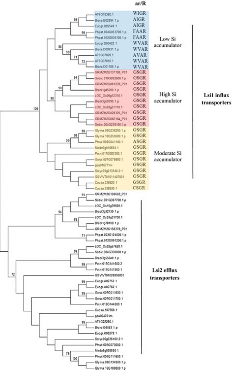 Phylogenetic Tree Of Lsi And Lsi Transporter Proteins From Plant