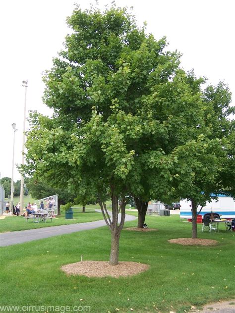 Red Maple Tree - Acer rubrum 'Red Sunset' - North American Insects ...