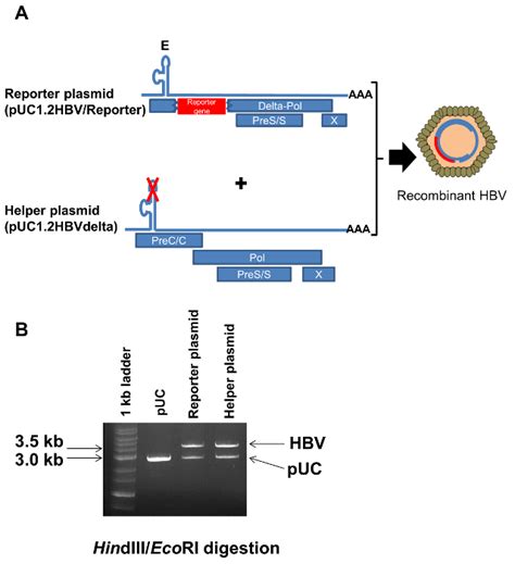 Development Of A Hepatitis B Virus Reporter System To Monitor The Early