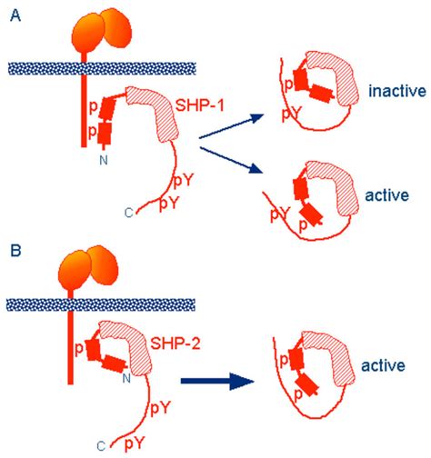 Distinct Structural Properties Of SHP 1 And SHP 2 Suggest Different