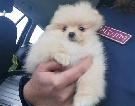 Fermata A Fano Staffetta Di Cuccioli Dall Estero Troppo Piccoli E