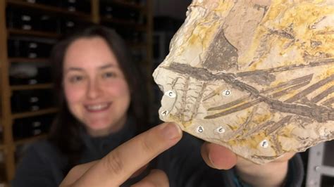 scientists   rare spores   fossil older  dinosaurs