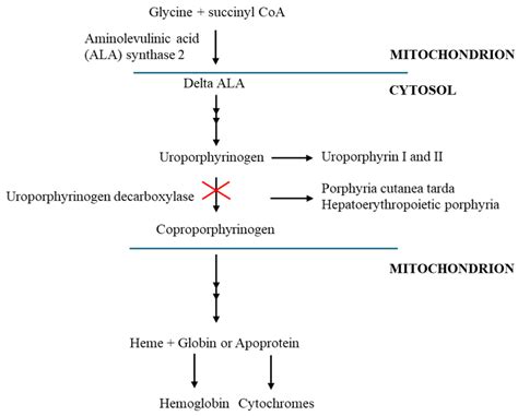 Porphyria Cutanea Tarda Pct In A Patient Treated With Hemodialysis