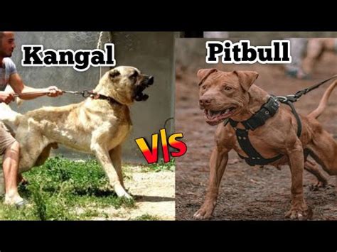 Kangal vs Pitbull: Most Dangerous Dog Breed Comparison 2021 ...