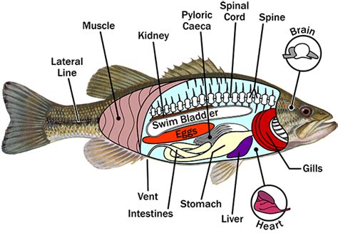 Internal Fish Anatomy Diagram