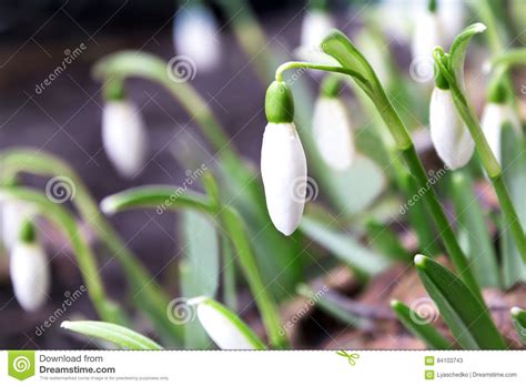 Sneeuwklokjes De Eerste De Lentebloemen Stock Afbeelding Image Of