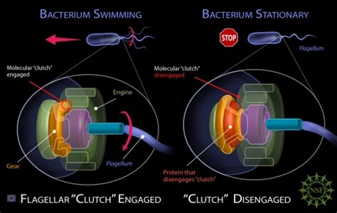 Stopping flagella movement | Scientist Live