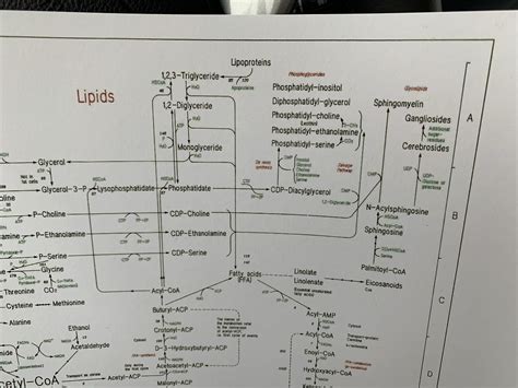 Mapa Metabólico Rutas Metabolicas Bioquimica Mini Poster 99 00 En