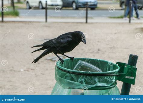 Flock Of Crows Eating Garbage From A Trash Bin Stock Photo Image Of