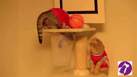 Cats Playing With Basketball Funny Cats Video Youtube