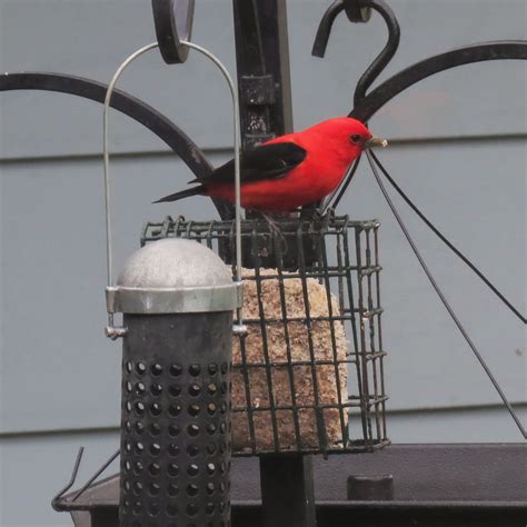 Nature Study with Bird Feeders