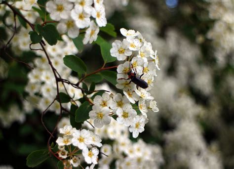 Rebecca Cunningham: Spring Flowering Bushes In Michigan / Guide to native Michigan plants that ...