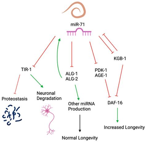 Ncrna Free Full Text Conservation And Targets Of Mir A