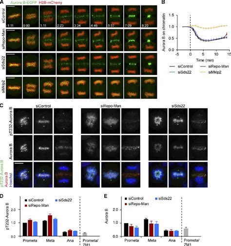 Repo Man And Sds22 Function Downstream Of Aurora B A Confocal