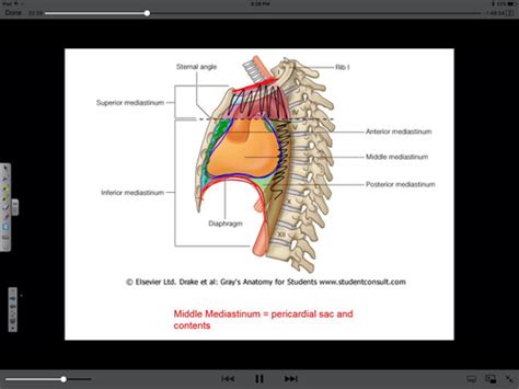 Mediastinum And Heart Flashcards Quizlet