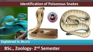 Identification of Poisonous Nonpoisonous Snakes | Veno... | Doovi