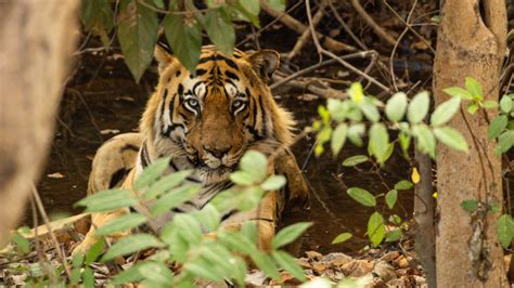 Tadoba National Park Tadoba Andhari Tiger Reserve