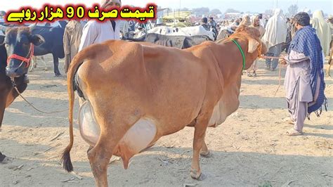 Cross Cows Fresh Rates Update Low Price Cow Malumor Mandi Jhang