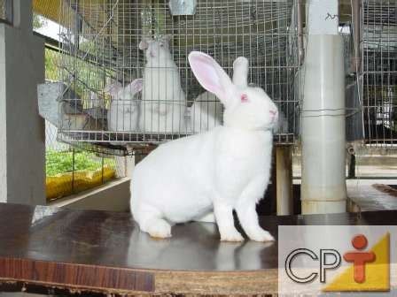 Cria O De Coelhos Manejo Dos Reprodutores Dicas Cursos Cpt Cursos