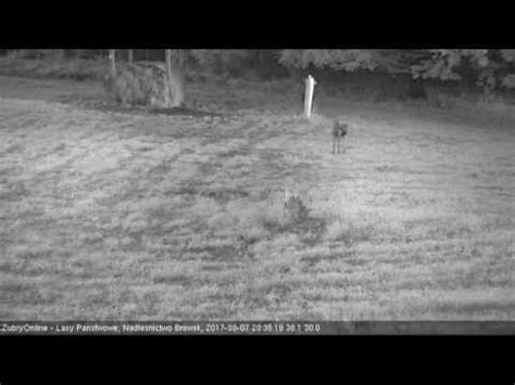 ŻubryOnline Polen 2017 08 07 Moose with young part 3 YouTube