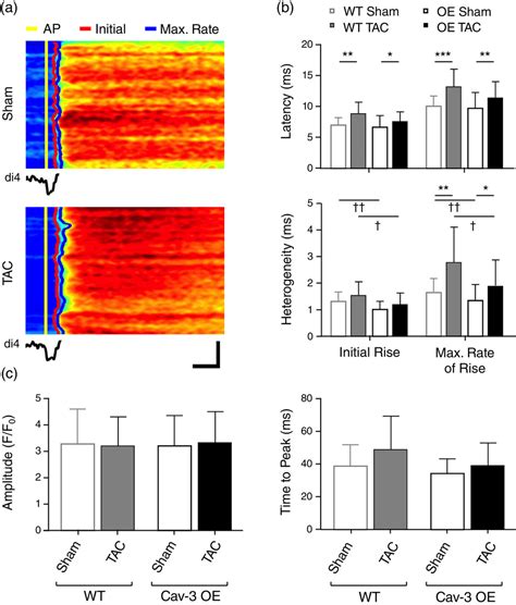 Cardiacspecific Overexpression Of Caveolin Preserves Ttubular Ica