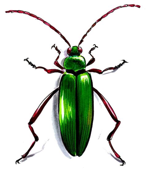 Premium Photo Green Beetle On White Background Ink And Watercolor