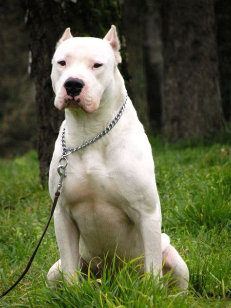 A White Dog Sitting In The Grass With A Chain On Its Neck And Tongue