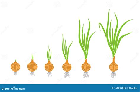 Crop Stages Of Onion Growing Onion Plants Bulbs Life Cycle Vector