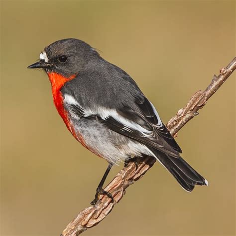 Bird Flame Robin Barwon Bluff