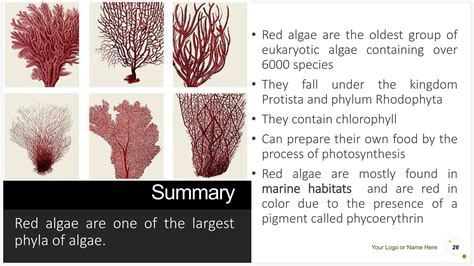 RED ALGAE.pptx