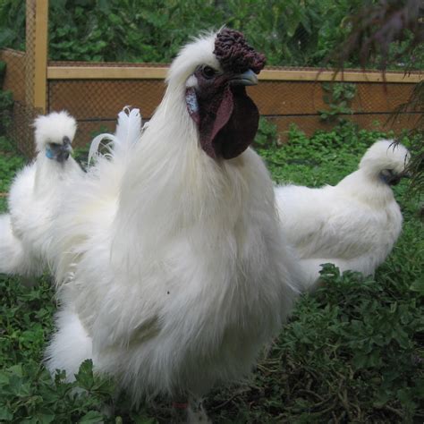 How Long Do Silkie Chickens Live Sometimes Called The Wooly Hen The