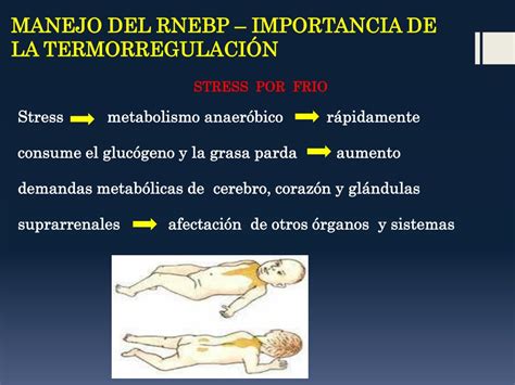 Ppt Manejo Del Rnebp Importancia De La Termorregulaci N Powerpoint