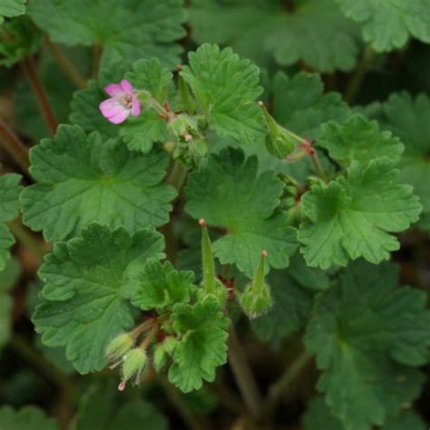 Géranium à feuilles rondes Geranium rotundifolium