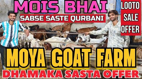 Sabse Saste Qurbani Goats Low Budget Bakre Nag Se Lelo Sasta Moya